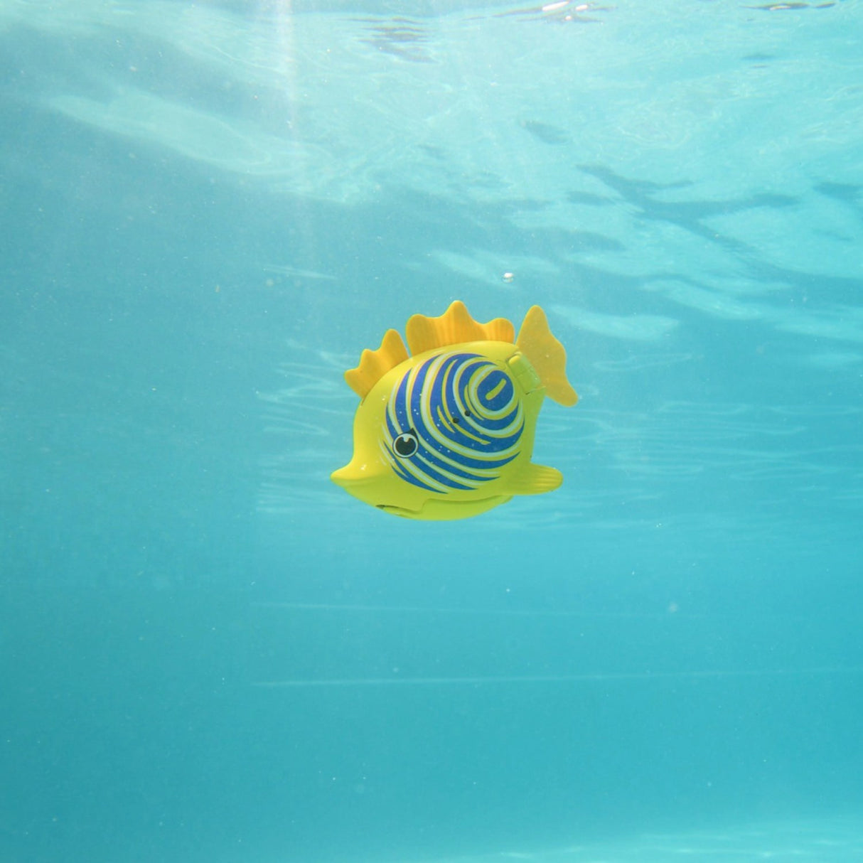 Rainbow Reef Fish Zebrafisk