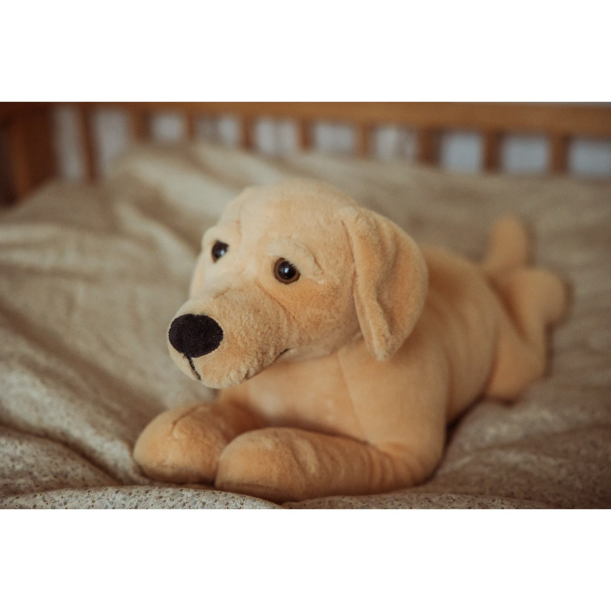 Astrup Gravitational Dog, 2.2kg.