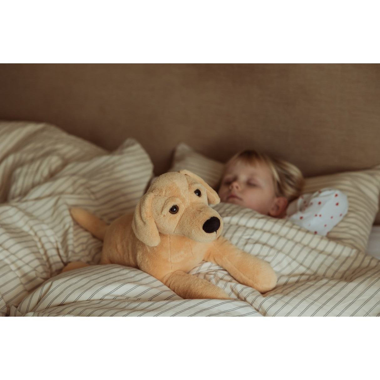 Astrup Gravitational Dog, 2.2kg.