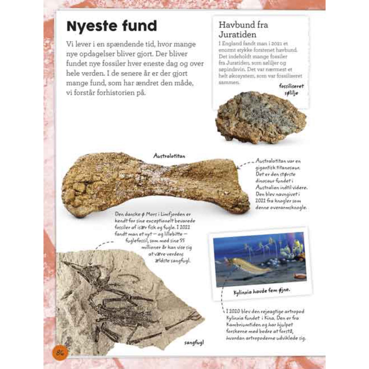 Forlaget Bolden Min Book Om Fossiler