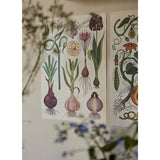 Forlaget Mammut Posters Animalium 7